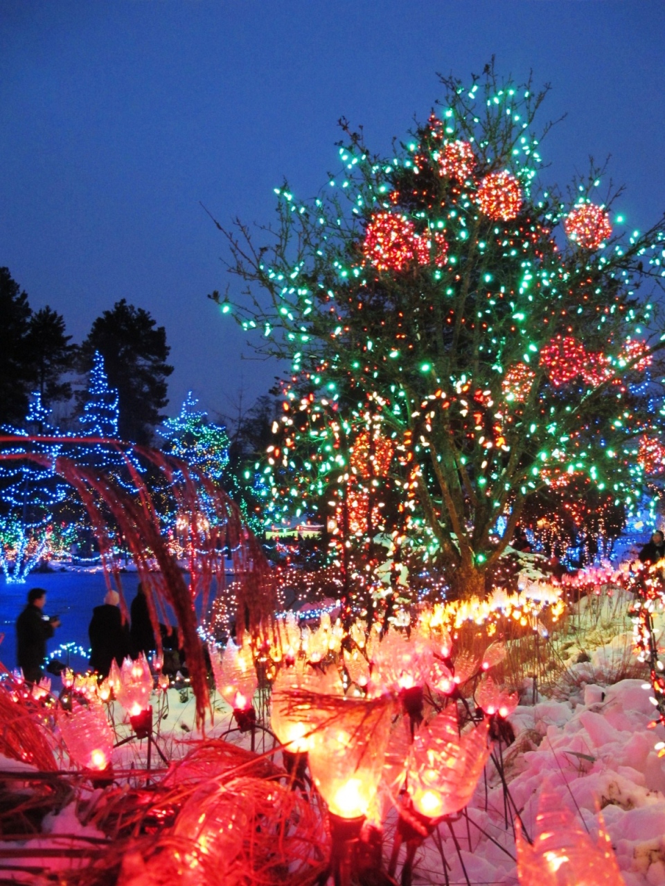 バンデューセン植物園 1回目 クリスマス イルミネーション 雪化粧 バンクーバー カナダ の旅行記 ブログ By 昆虫博士さん フォートラベル