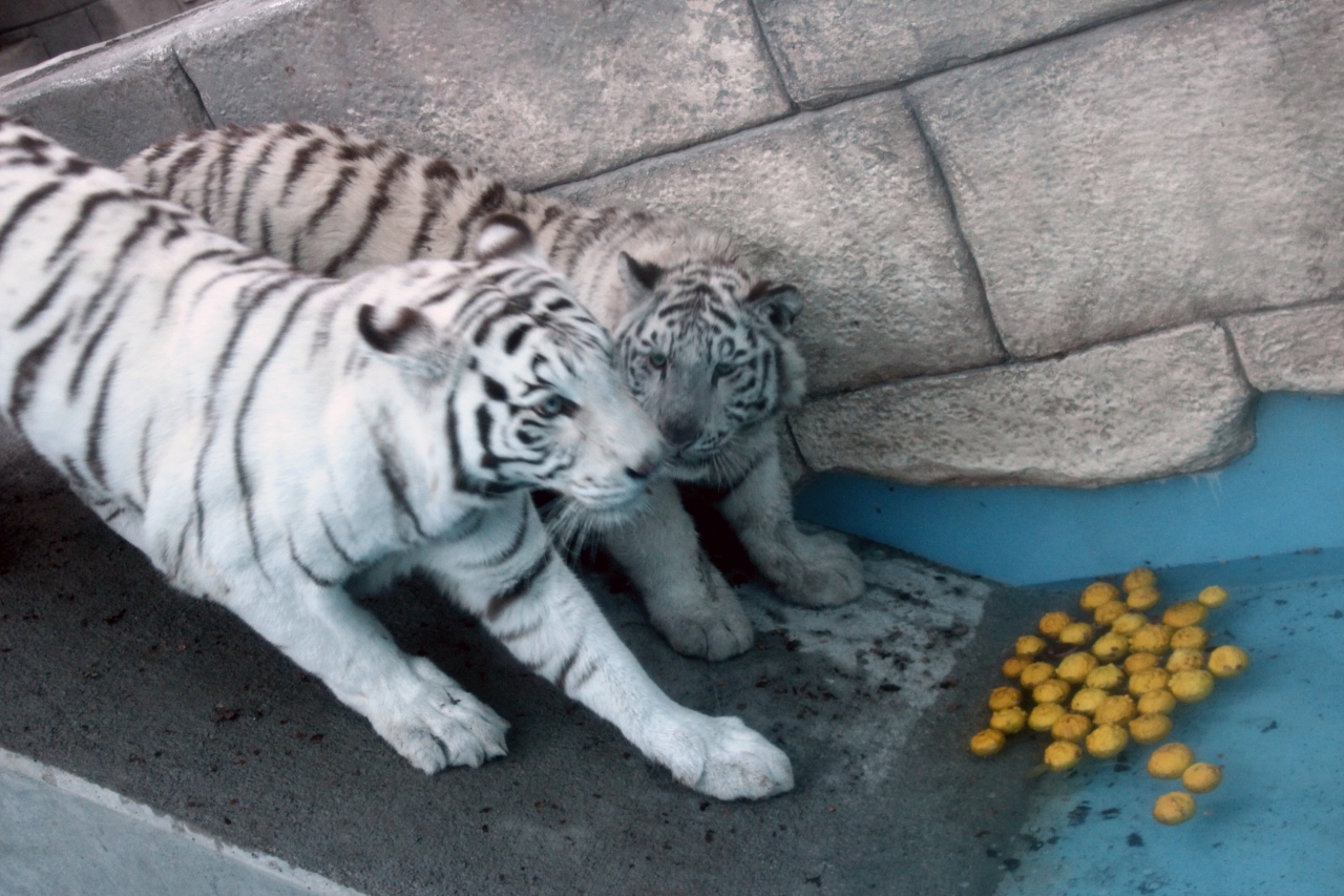 もうすぐクリスマスの東武動物公園とイルミネーション ３ 大きくなったホワイトタイガーの子供たちほか猛獣 猛禽類 ふるさとの動物たち 蓮田 白岡 埼玉県 の旅行記 ブログ By まみさん フォートラベル