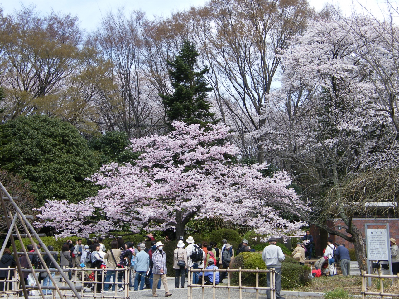 桜咲く 神代植物公園 調布 狛江 東京 の旅行記 ブログ By Kenichi291さん フォートラベル