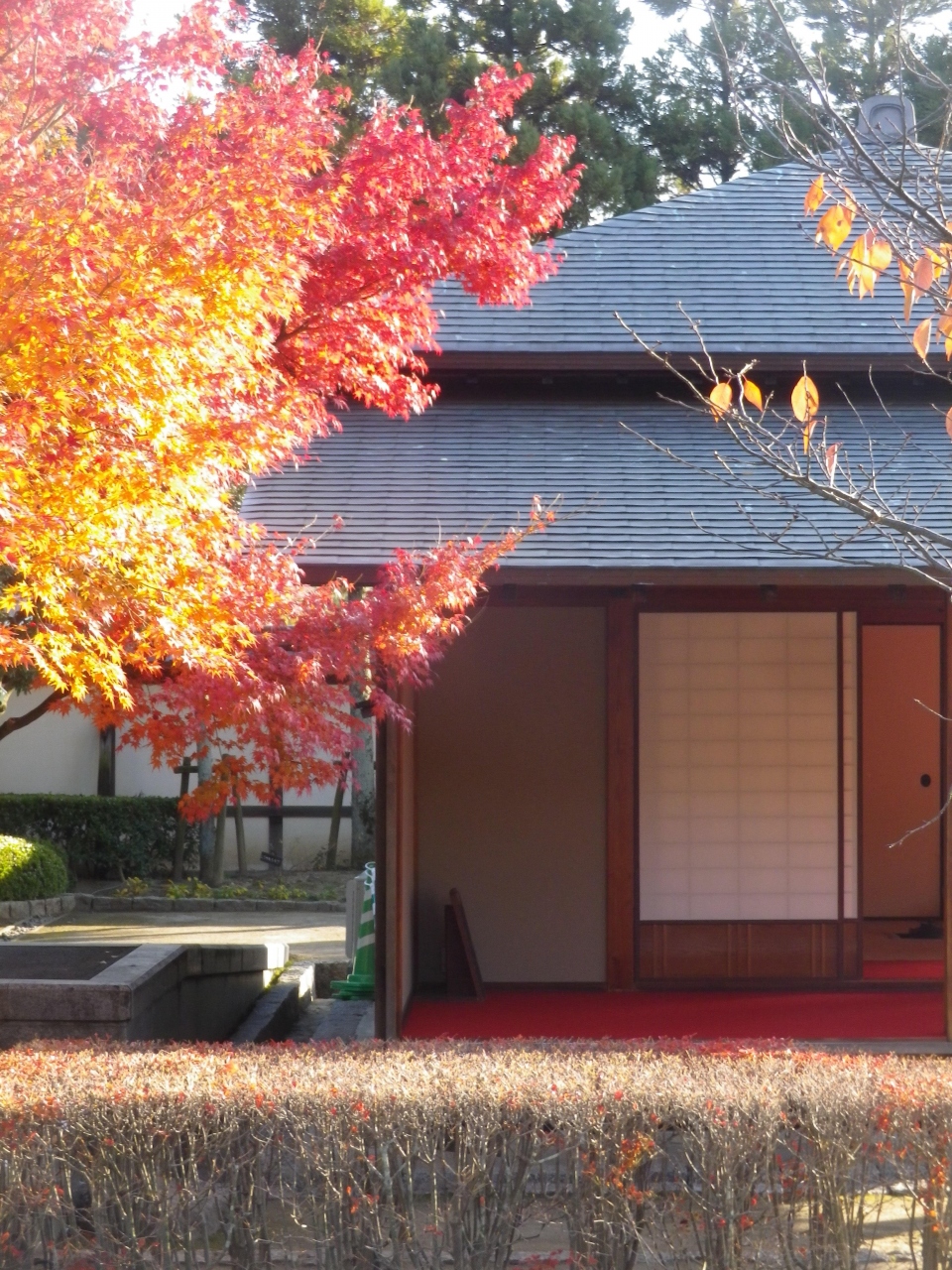 松山城二之丸史跡庭園で紅葉している庭園を歩きました 松山 愛媛県 の旅行記 ブログ By タビガラスさん フォートラベル