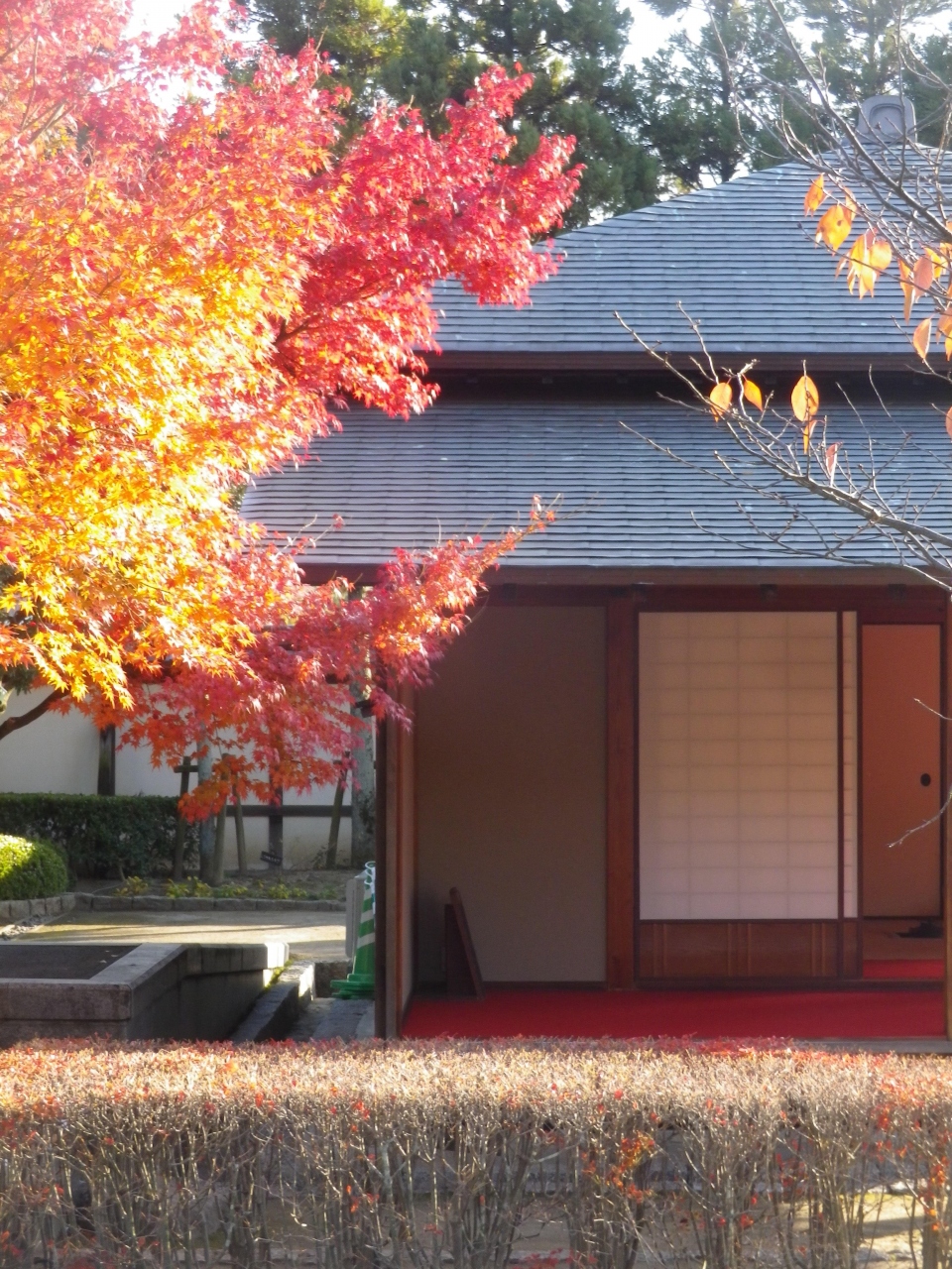 松山城二之丸史跡庭園で紅葉している庭園を歩きました 松山 愛媛県 の旅行記 ブログ By タビガラスさん フォートラベル 松山城二之丸史跡庭園で紅葉している庭園を歩きました 松山 愛媛県 の旅行記 ブログ By タビガラスさん フォートラベル