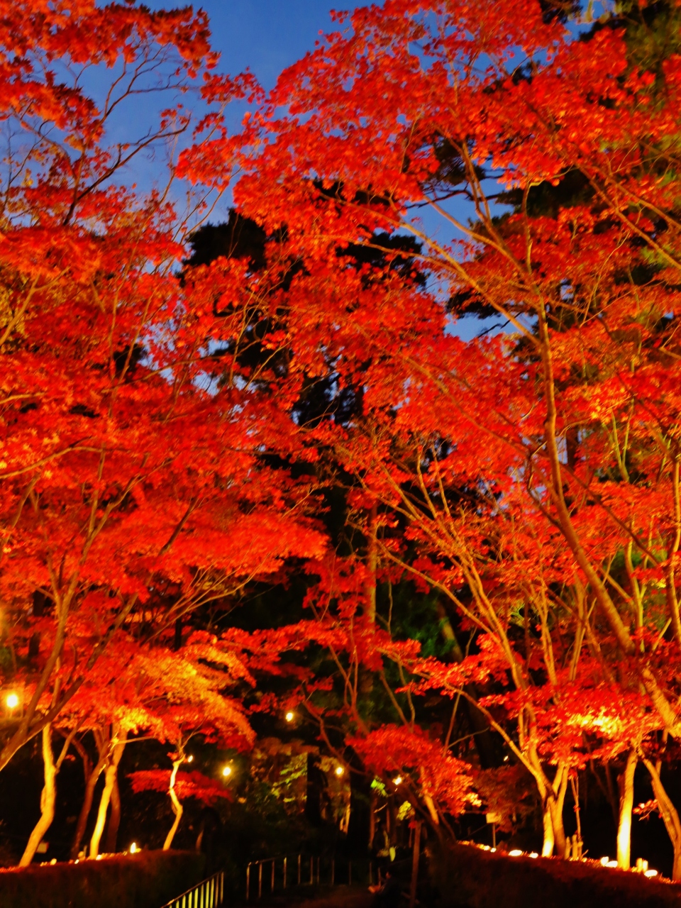 柏崎 松雲山荘 紅葉ライトアップのとき 日本庭園輝き増して 柏崎 鯨波海岸 新潟県 の旅行記 ブログ By マキタン２さん フォートラベル