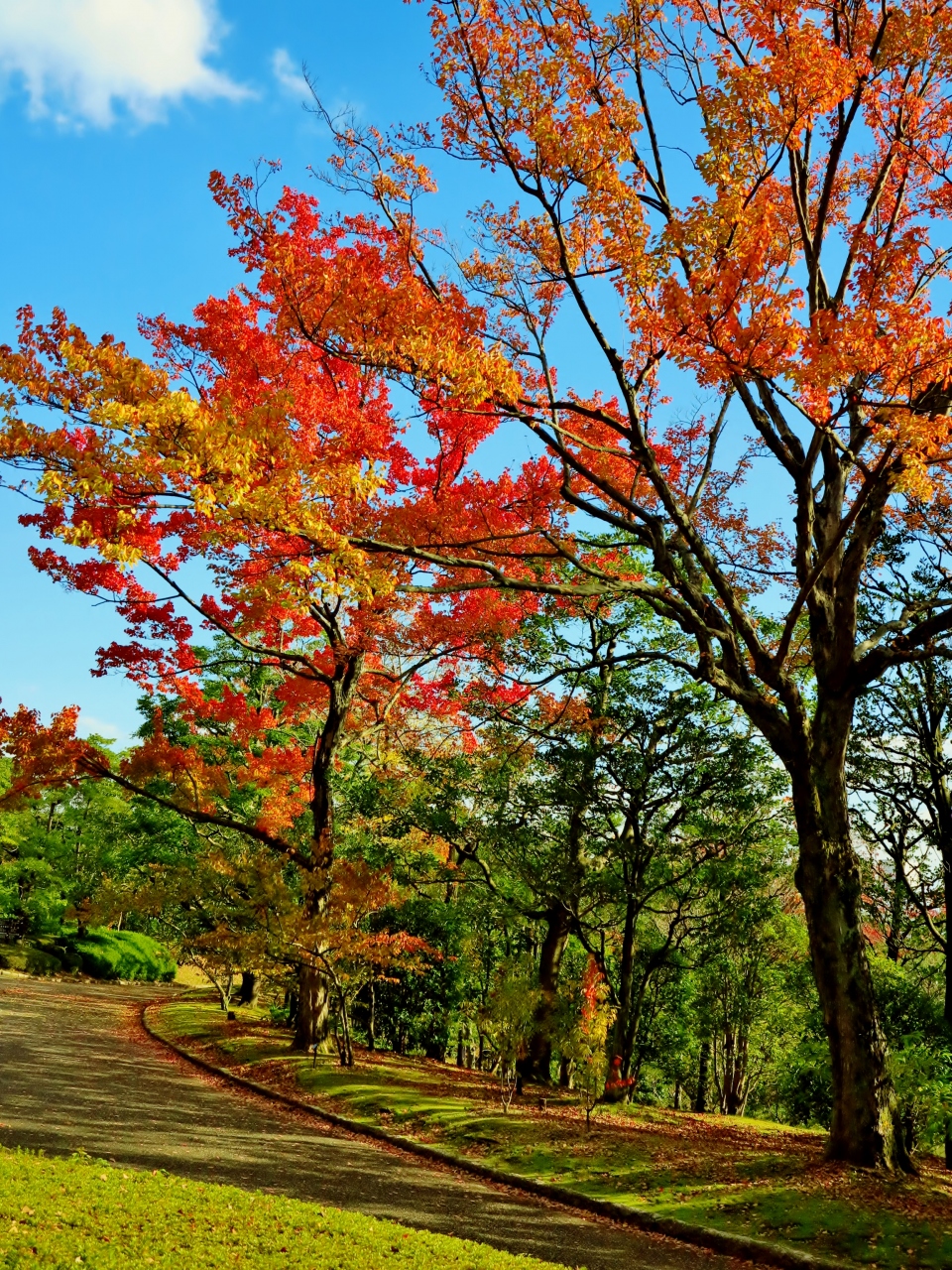 万博公園 2 日本庭園 上代 中世 近世 現代の粋 名木 紅葉の美 吹田 万博公園 大阪 の旅行記 ブログ By マキタン2さん フォートラベル 万博公園 2 日本庭園 上代 中世 近世 現代の粋 名木 紅葉の美 吹田 万博公園 大阪 の旅行記 ブログ By マキタン2さん フォートラベル