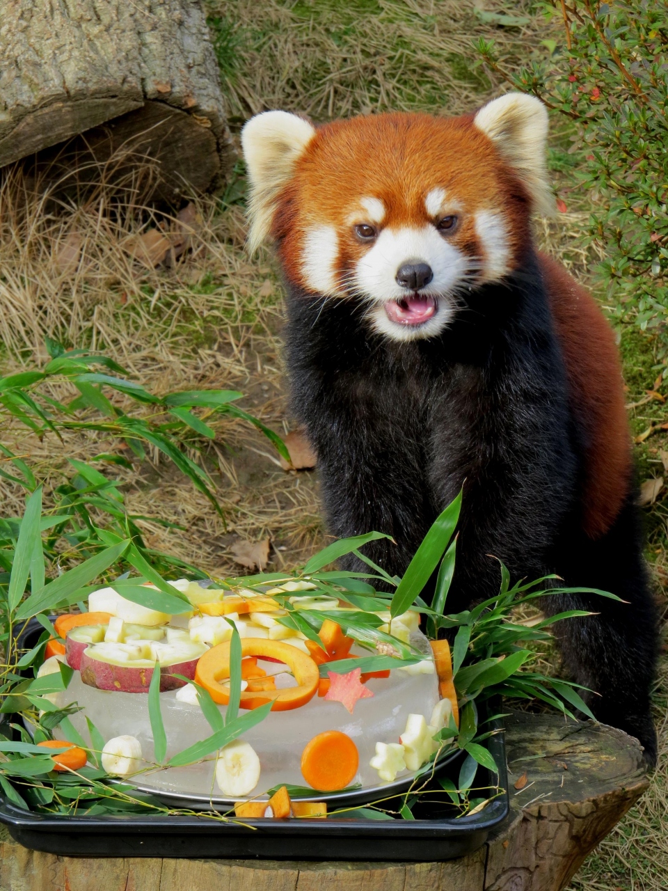 新春レッサーパンダ紀行 ５ 西山動物園 婚約おめでとう 福熊猫 チャーミン君 はじめまして ミルキーちゃん ひかりちゃん ライト君 武生 鯖江 福井県 の旅行記 ブログ By Jilllucaさん フォートラベル