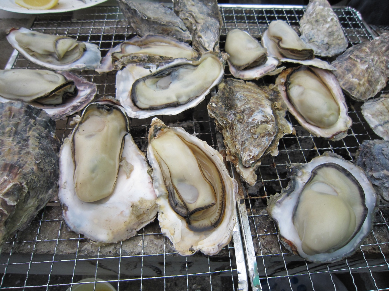 せ 牡蠣 ひな 居酒屋ひなせ：大阪・南森町で日生直送の牡蠣やカキオコが食べられる店