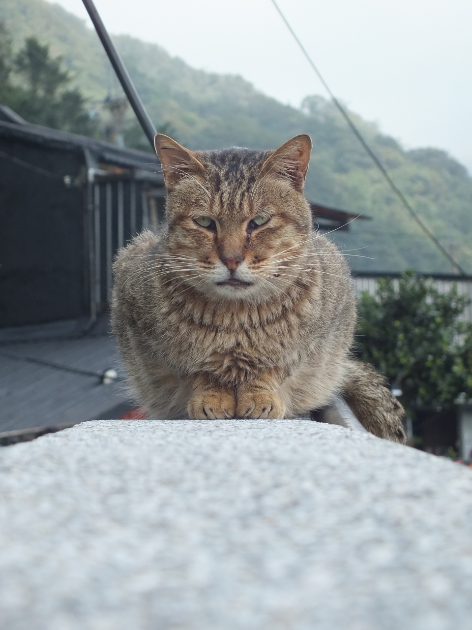 あんまり寒いんで 台北に行ってきました その2 侯トン ホウトン 猫村への小旅行 台北 台湾 の旅行記 ブログ By Streamさん フォートラベル あんまり寒いんで 台北に行ってきました その2 侯トン ホウトン 猫村への小旅行 台北 台湾 の旅行記 ブログ By Streamさん フォートラベル