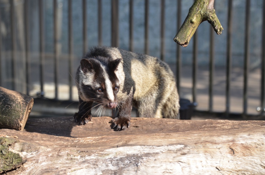 東京観光 ソラマチと上野動物園 東京の旅行記 ブログ By ななさん フォートラベル