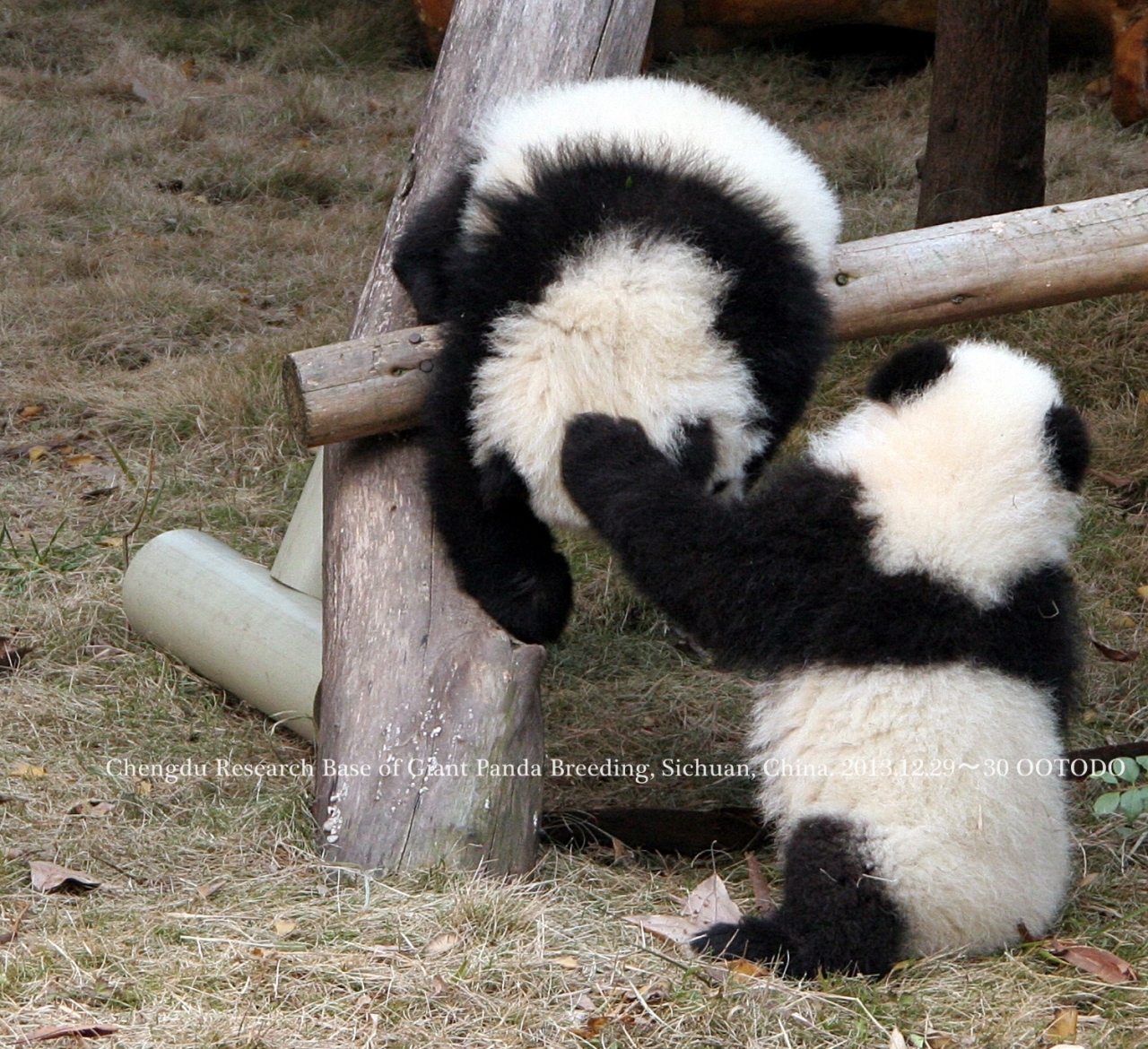 成都 雅安 香港 マカオのパンダさんを訪ねて 全体 四川省 中国 の旅行記 ブログ By とどちゃんさん フォートラベル