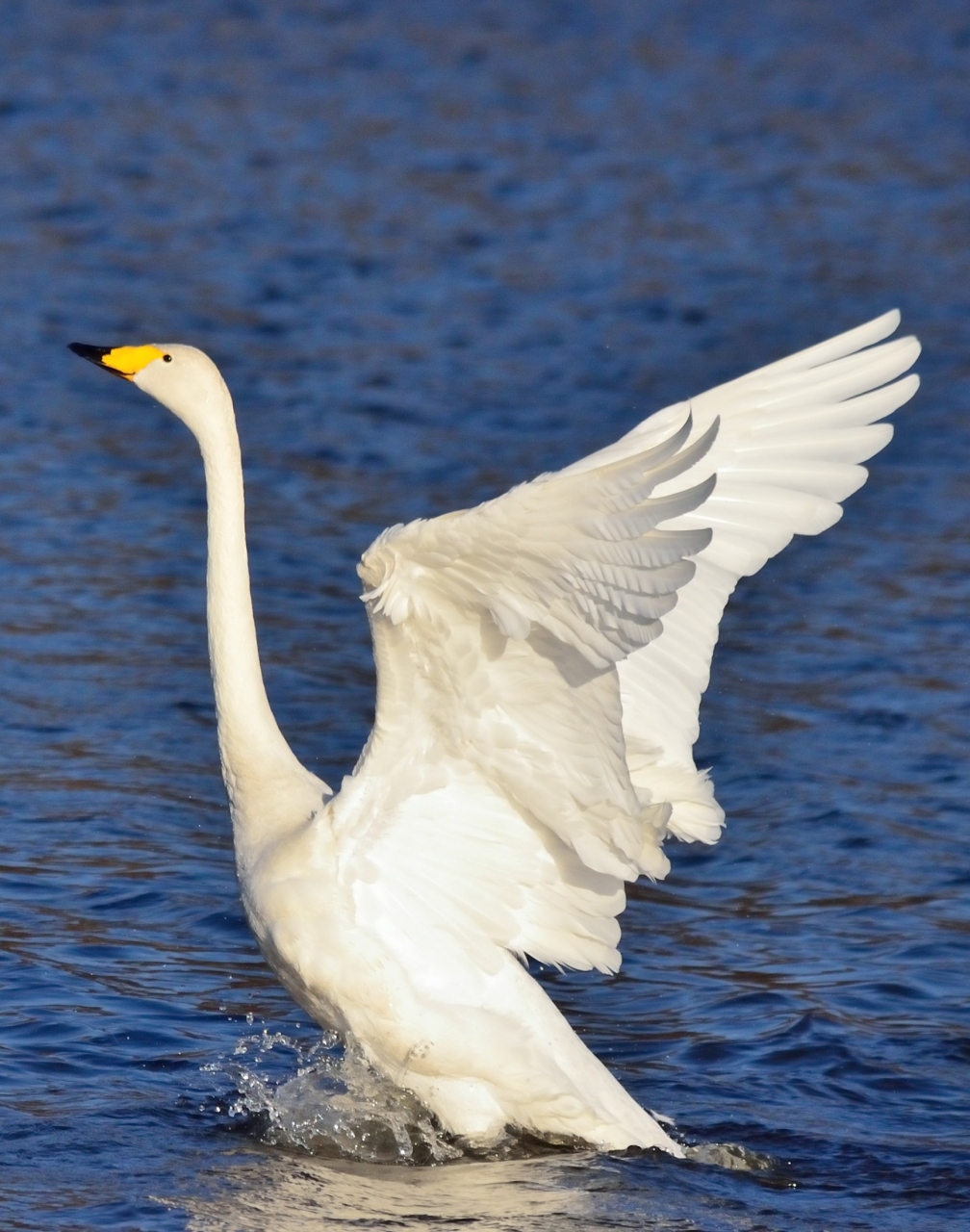 栃木県北の白鳥の湖 羽田沼で水鳥ウォッチング 大田原 黒羽 那珂川 栃木県 の旅行記 ブログ By 玄白さん フォートラベル