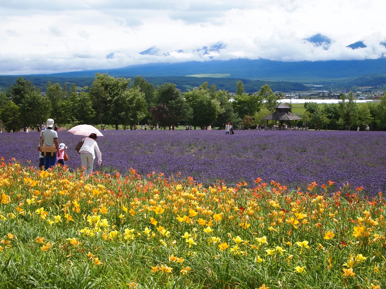 富良野 美瑛 花畑めぐり 富良野 北海道 の旅行記 ブログ By Birdieさん フォートラベル