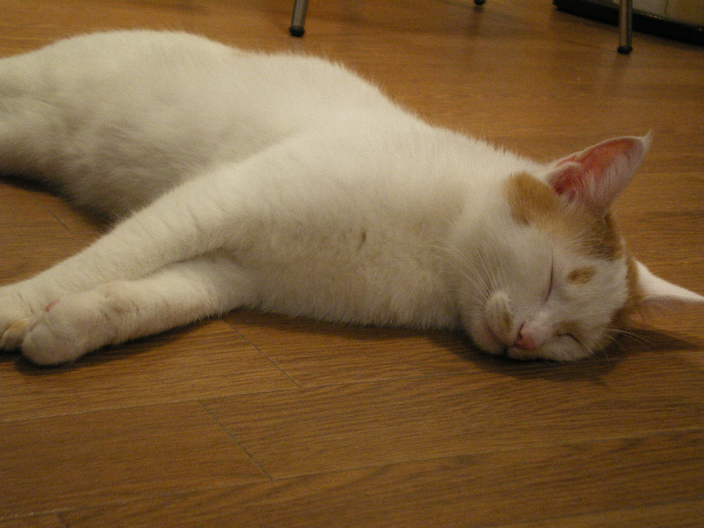 猫カフェ 猫見家 宇都宮 栃木県 の旅行記 ブログ By ミコタンさん フォートラベル