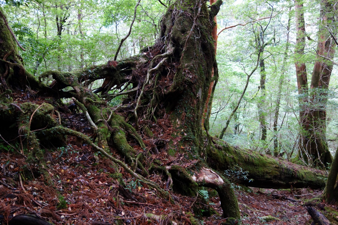 澄んだ木の香りいっぱいのヤクスギランド 屋久島 鹿児島県 の旅行記 ブログ By すみれさん フォートラベル