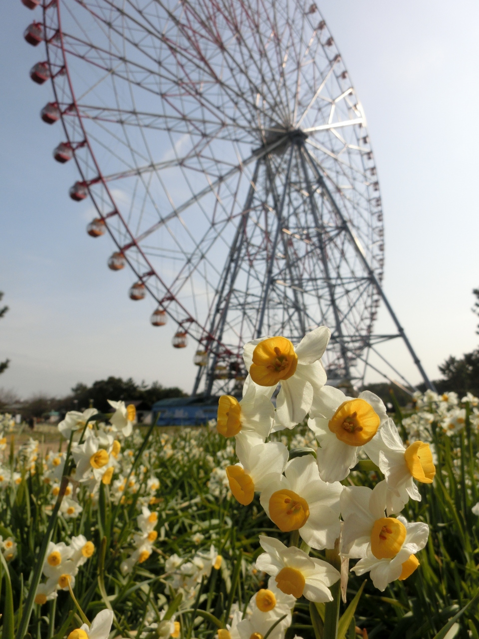 水仙まつり 葛西臨海公園 葛西 東京 の旅行記 ブログ By らびたんさん フォートラベル