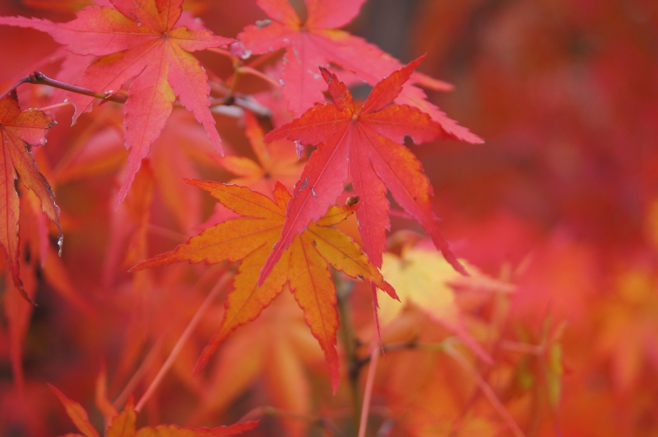 真っ赤な紅葉 京都 京都の旅行記 ブログ By 京 北さん フォートラベル