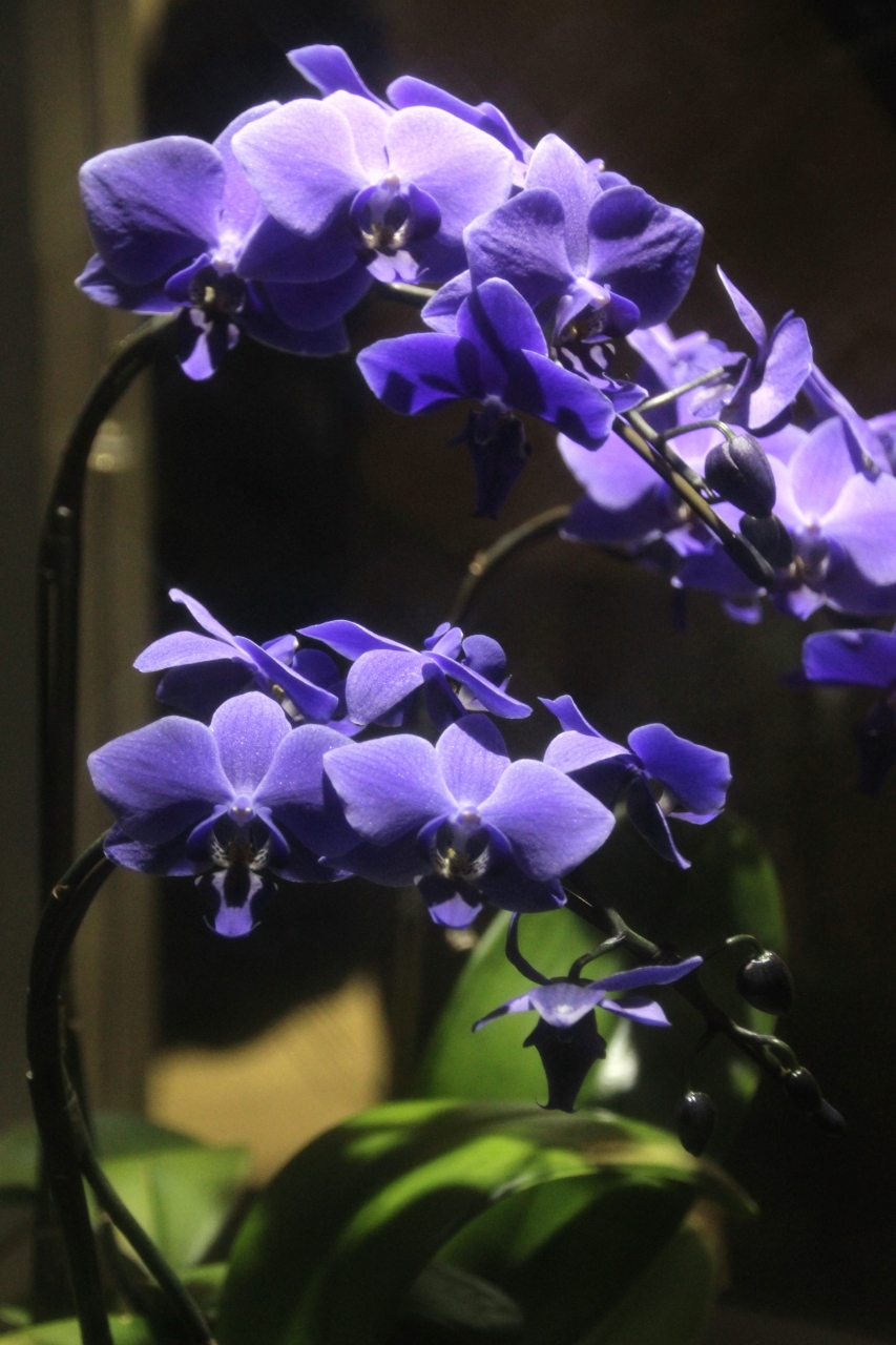 都会の真中の楽園 世界らん展14 １ 久しぶりの花三昧に大興奮 オーキッドロード 大使夫人のディスプレイ 特別展示の胡蝶蘭の世界と世界初の青い胡蝶 蘭 フラワーデザイン審査部門 御茶ノ水 本郷 東京 の旅行記 ブログ By まみさん フォートラベル