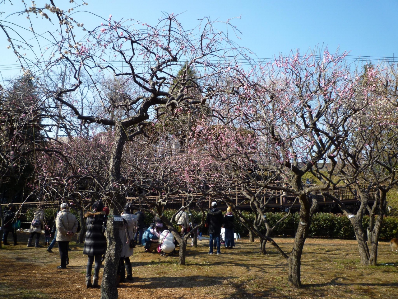 県立保土ヶ谷公園にて梅まつり 東神奈川 保土ヶ谷 弘明寺 神奈川県 の旅行記 ブログ By Koma04さん フォートラベル