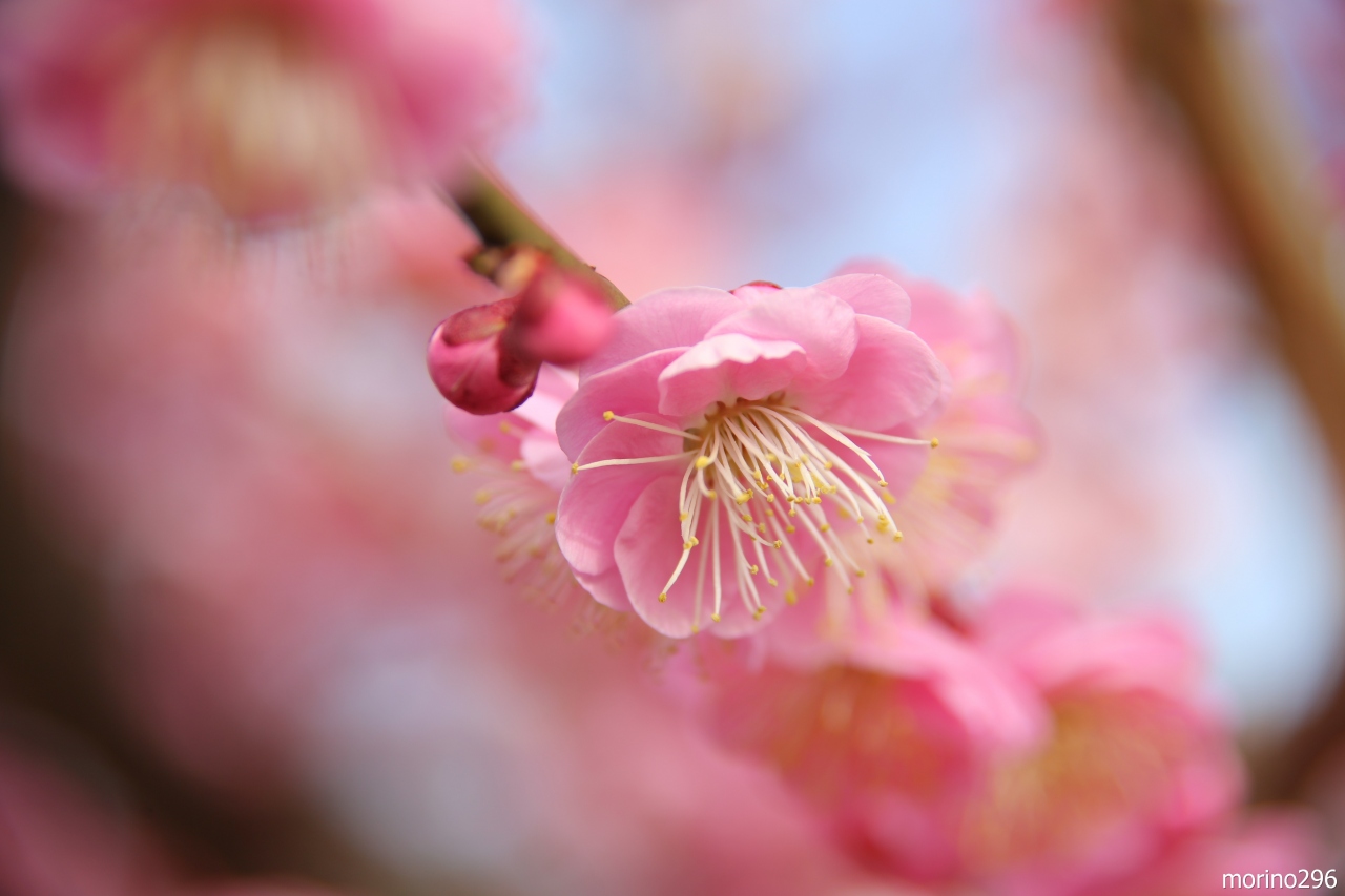 小田原 曽我の梅まつり まつだ桜まつり 小田原 神奈川県 の旅行記 ブログ By Morino296さん フォートラベル