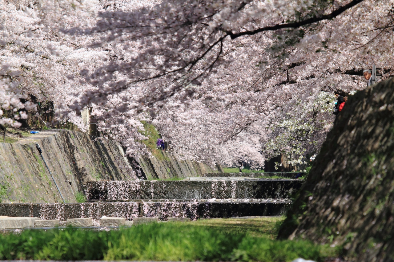 西宮 夙川公園で桜を満喫 西宮 芦屋 兵庫県 の旅行記 ブログ By モリモリさん フォートラベル 西宮 夙川公園で桜を満喫 西宮 芦屋 兵庫県 の旅行記 ブログ By モリモリさん フォートラベル