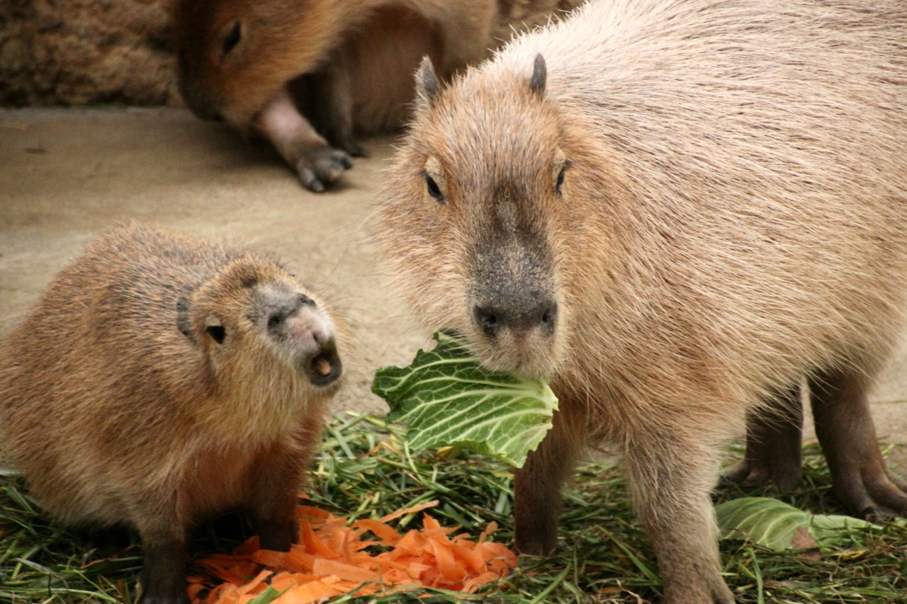 ３月なのに真冬のような寒さの１日に千葉市動物公園へレッサーパンダ詣 １ レッサーパンダ以外は子供動物公園 のカピバラやモンキーワールドをちょっとだけ ママにキャベツを横取りされたサンちゃん 千葉市 千葉県 の旅行記 ブログ By まみさん フォートラベル