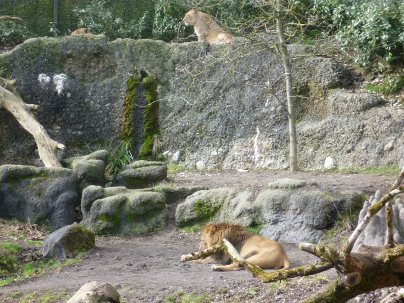 スイス チューリッヒ動物達にて癒される休日 後編 スイス情報 Com チューリッヒ スイス の旅行記 ブログ By Swissjoho Comさん フォートラベル