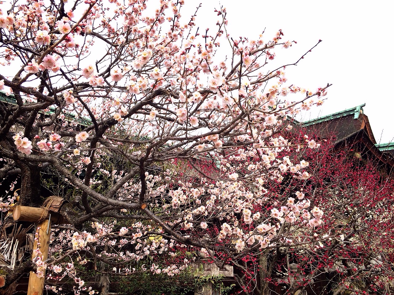 梅 北野 天満宮