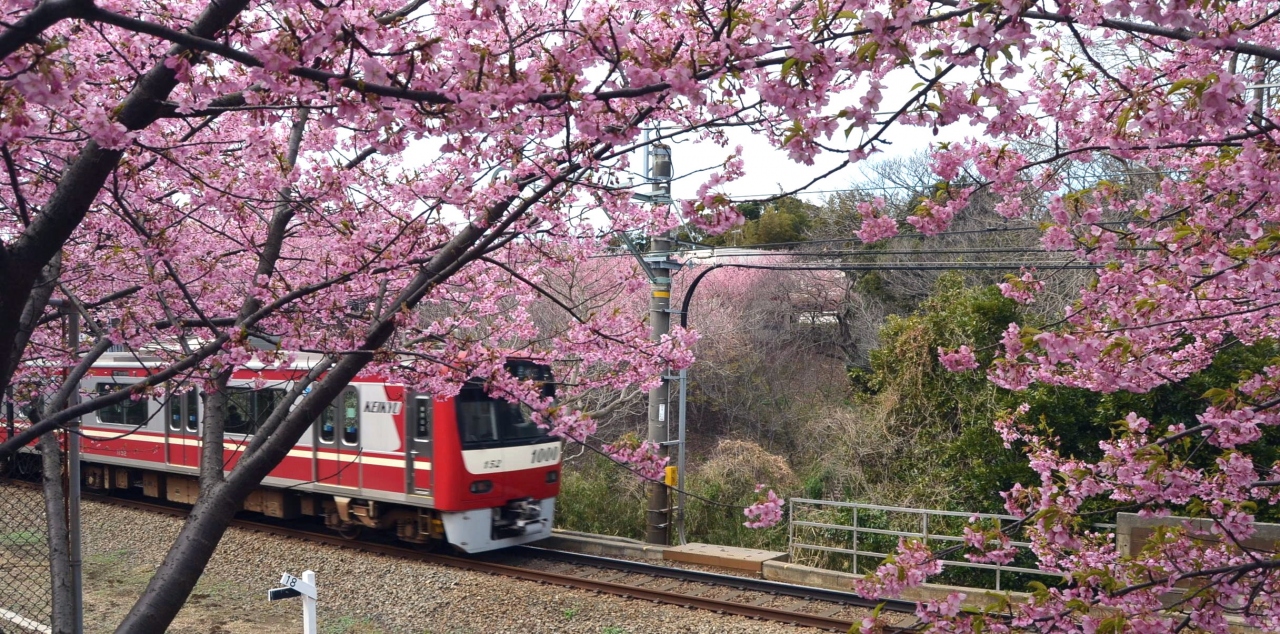 河津 三浦 桜 海岸 三浦河津桜花散歩