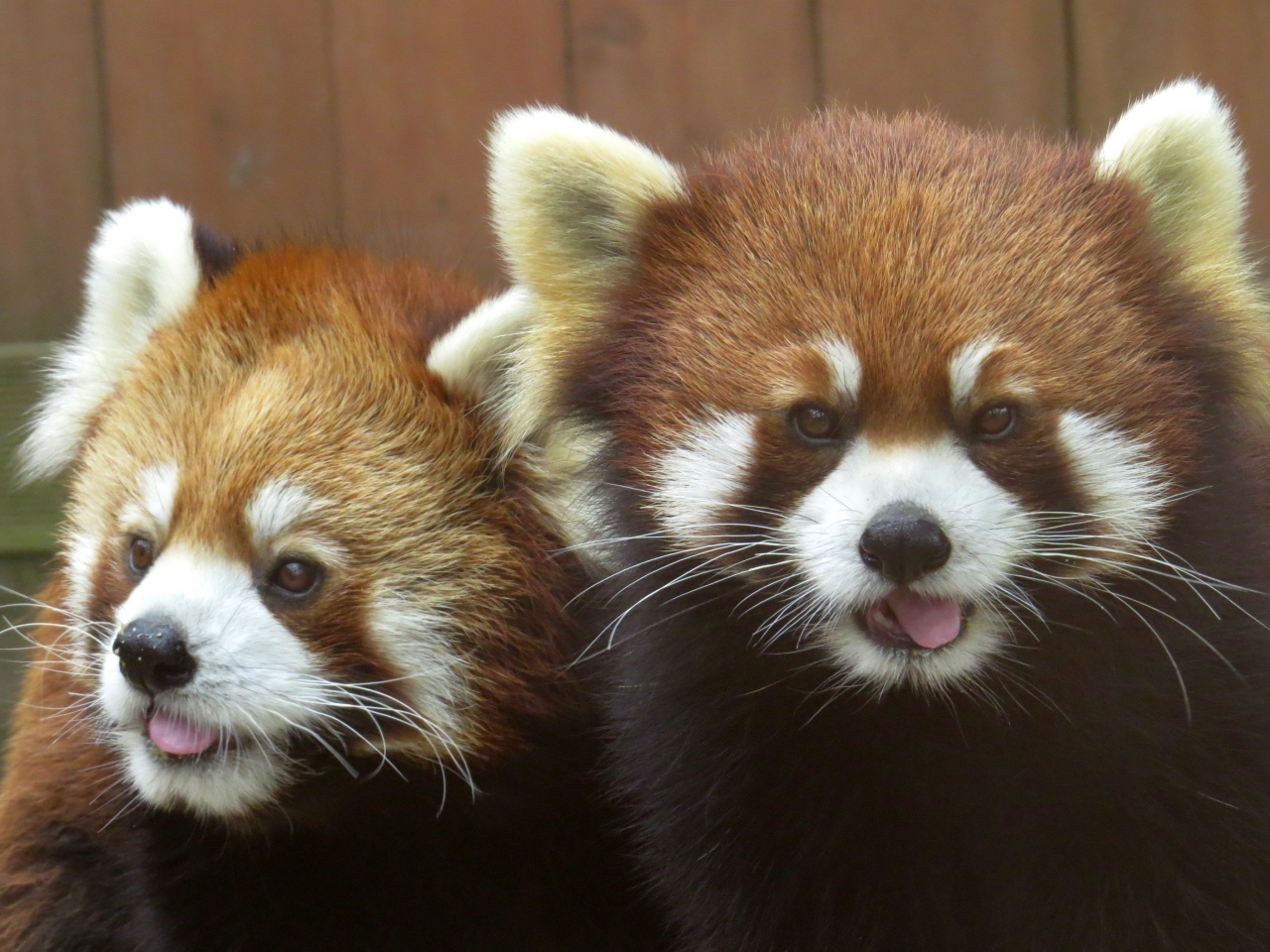 韓国レッサーパンダ紀行 ソウル大公園動物園 やっと会えた 砥部生まれのアポロ君 東北サファリ生まれのファーファちゃん ソウル 韓国 の旅行記 ブログ By Jilllucaさん フォートラベル