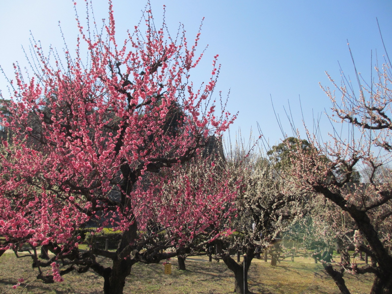 長岡天満宮 梅が見頃です 長岡京 向日 京都 の旅行記 ブログ By ヨーゼフさん フォートラベル 長岡天満宮 梅が見頃です 長岡京 向日 京都 の旅行記 ブログ By ヨーゼフさん フォートラベル