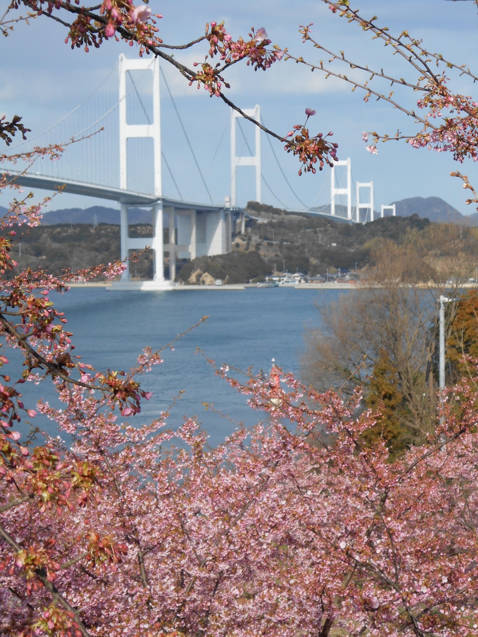 Lccジェット 弾丸 松山女子旅 しまなみ海道ぷちチャリ旅とリベンジアンパンマン列車 Part 1 愛媛県の旅行記 ブログ By Spandaさん フォートラベル