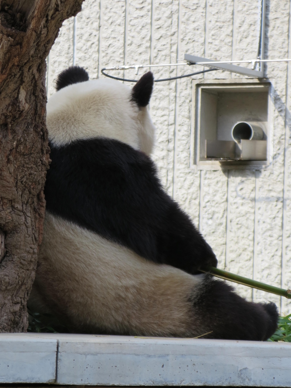 レサパンオフ会で王子動物園へ パンダって 哀愁ただよう背中が可愛い 神戸 兵庫県 の旅行記 ブログ By ガブリエラさん フォートラベル