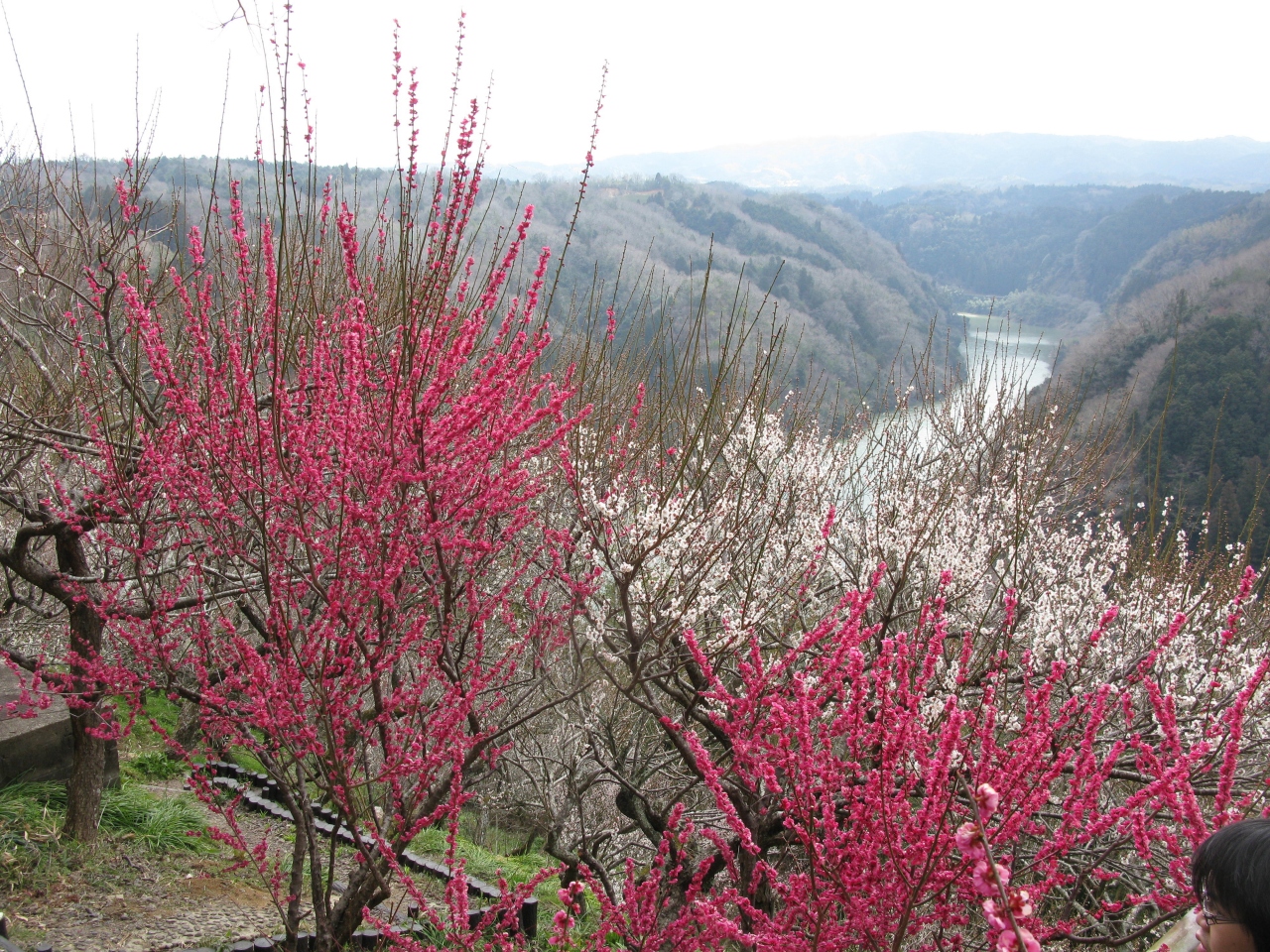 奈良市の月ヶ瀬梅林で４ ５分咲きの梅の花観賞 月ヶ瀬 奈良県 の旅行記 ブログ By きよさん フォートラベル