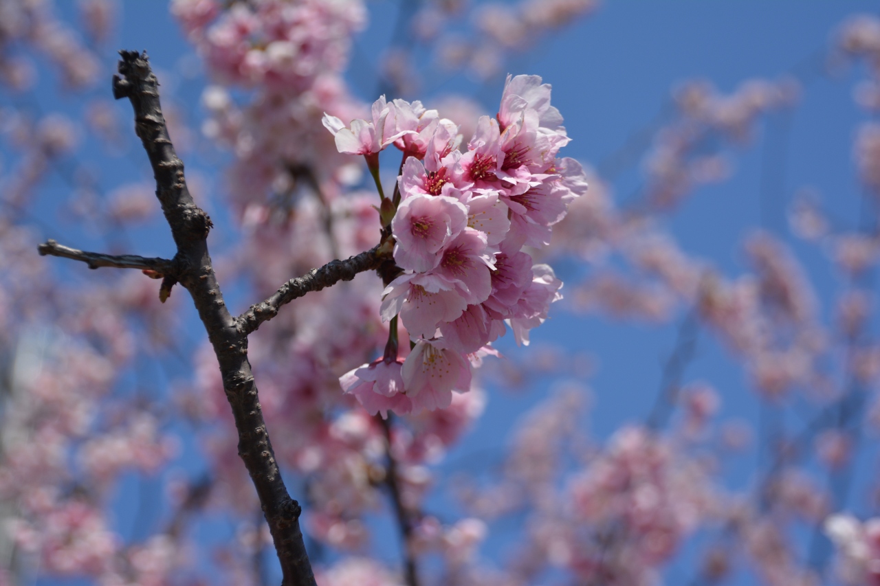 上野公園 隅田公園の大寒桜 上野 御徒町 東京 の旅行記 ブログ By Shicunさん フォートラベル