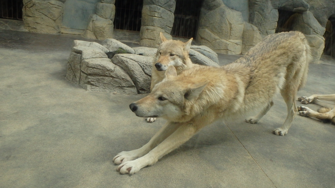 天王寺動物園の癒やし系動物 ミナミ 難波 天王寺 大阪 の旅行記 ブログ By 隠居人はせじぃさん フォートラベル