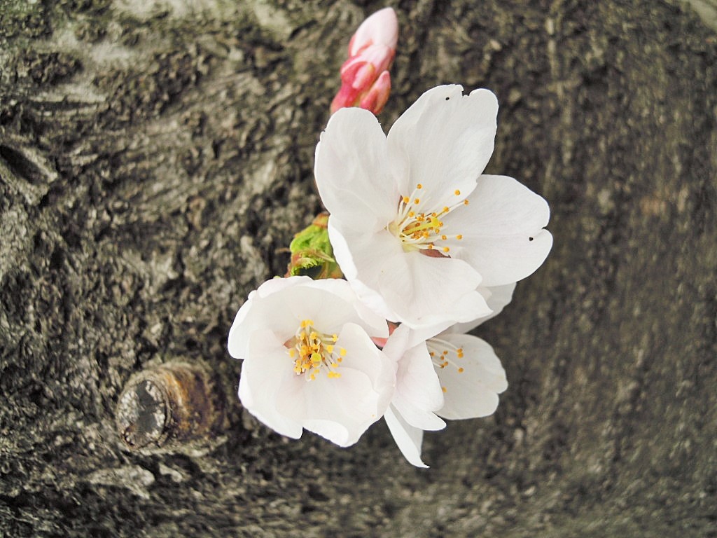 雨の中のお花見って結構面白かった V 本日ほとんど生中継 笑 草加 埼玉県 の旅行記 ブログ By ひろ ひろさん フォートラベル