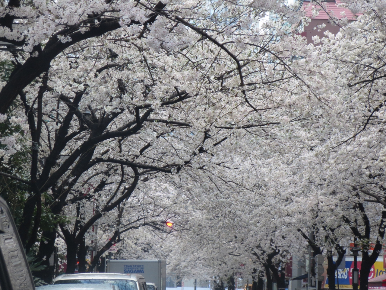 雨の中 千鳥ヶ淵と日本橋のお花見 最近オープンしたコレド室町を散策 丸の内 大手町 八重洲 東京 の旅行記 ブログ By Yuririnさん フォートラベル