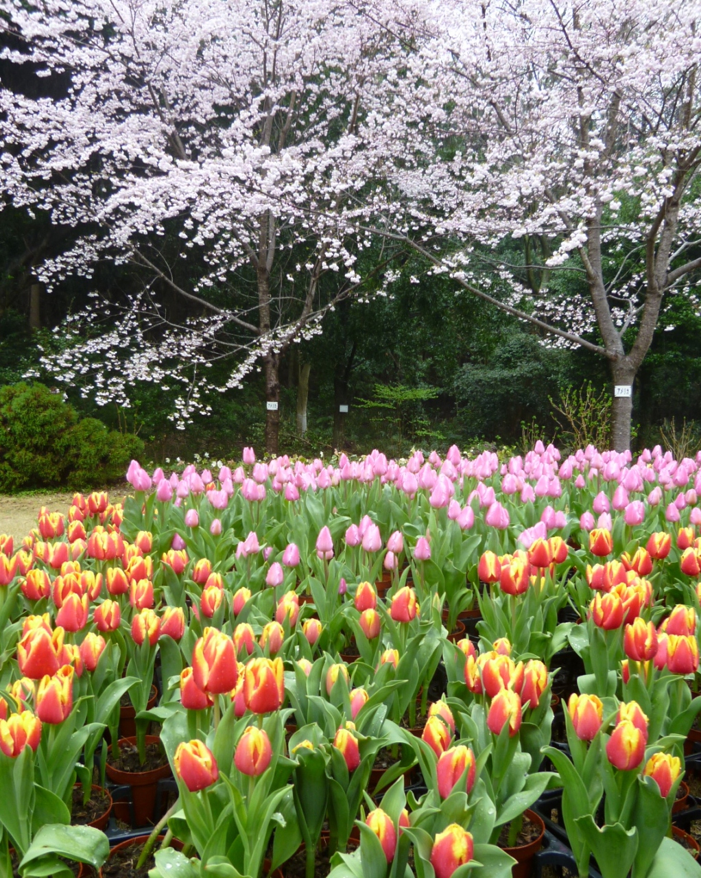 桜にはちょっと早かった はままつフラワーパーク 浜名湖 静岡県 の旅行記 ブログ By Sakuraさん フォートラベル