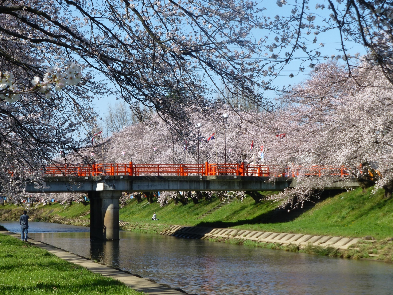 思いたったら 桜 各務原 新境川のサクラ 各務原 岐阜県 の旅行記 ブログ By 咲くや姫さん フォートラベル