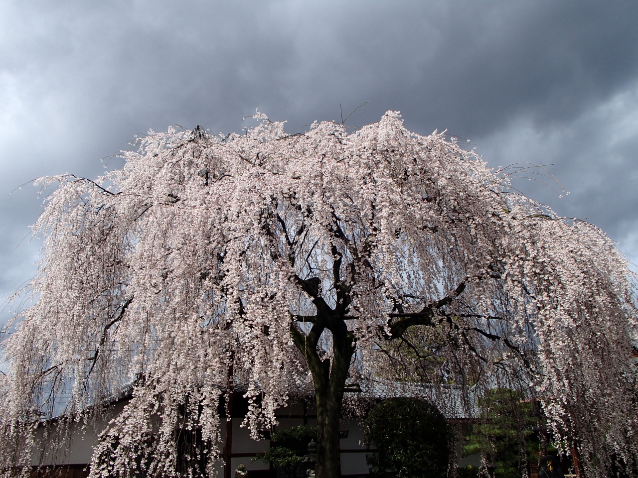 14桜だより 本満寺 のしだれ桜 京都市上京区 二条 烏丸 河原町 京都 の旅行記 ブログ By Joecoolさん フォートラベル