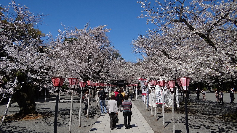 三嶋大社の桜は満開になっていました 上巻 三島 静岡県 の旅行記 ブログ By Hn11さん フォートラベル