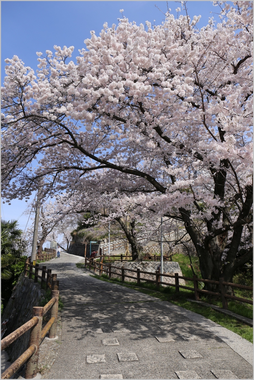 Solitary Journey 1359 出勤前の一撮 咲き満ちて こぼるる花も なかりけり 広島市内を一望 黄金山の桜が満開 広島市南区 広島市 広島県 の旅行記 ブログ By Mechagodzilla 703さん フォートラベル Solitary Journey 1359 出勤前の一撮 咲き満ちて こぼるる花も なかりけり 広島市内を一望 黄金山の桜が満開 広島市南区 広島市 広島県 の旅行記 ブログ By Mechagodzilla 703さん フォートラベル