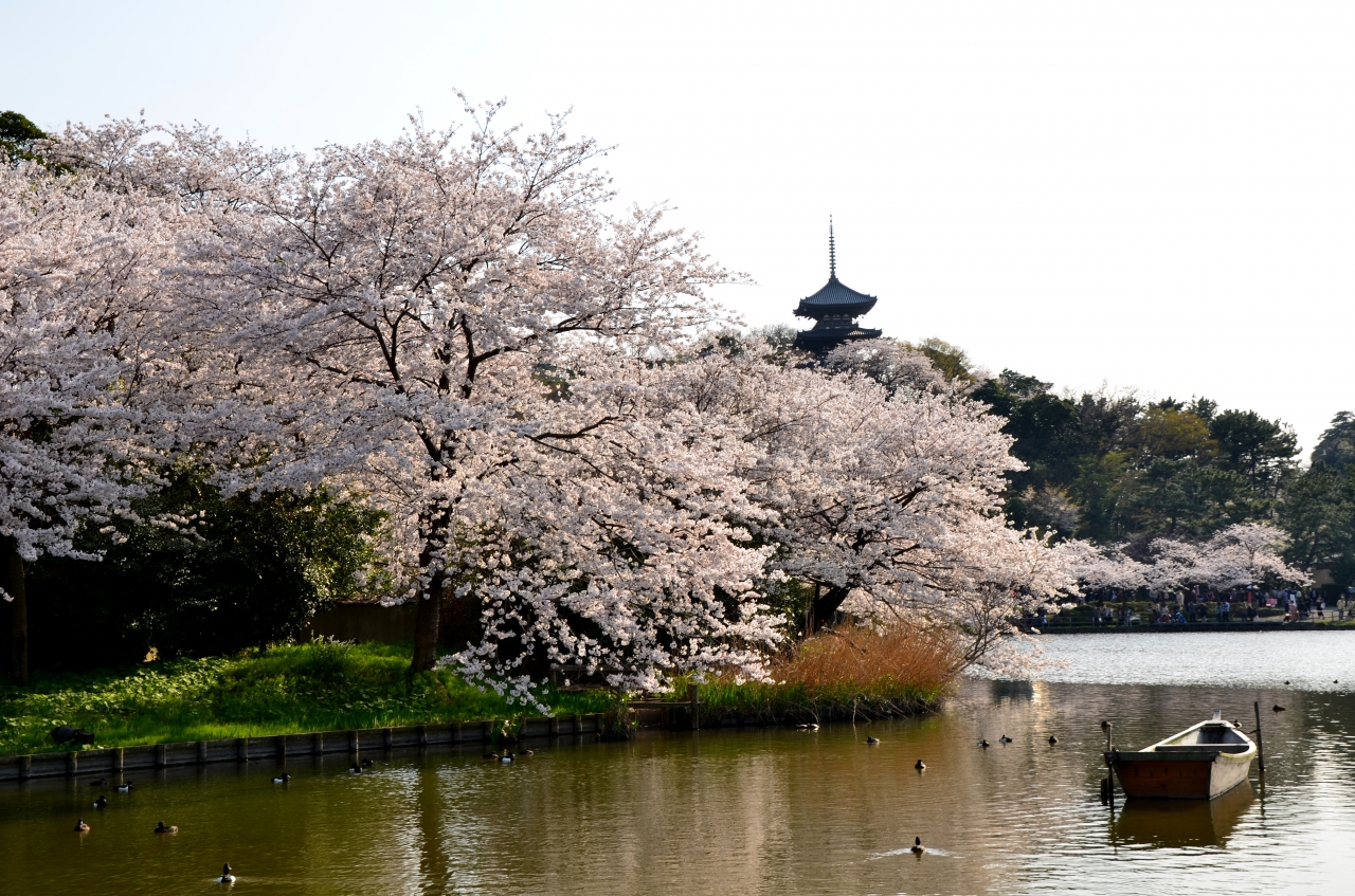 本牧三溪園の満開の桜 ２０１４春 本牧 根岸 磯子 神奈川県 の旅行記 ブログ By ぬいぬいさん フォートラベル