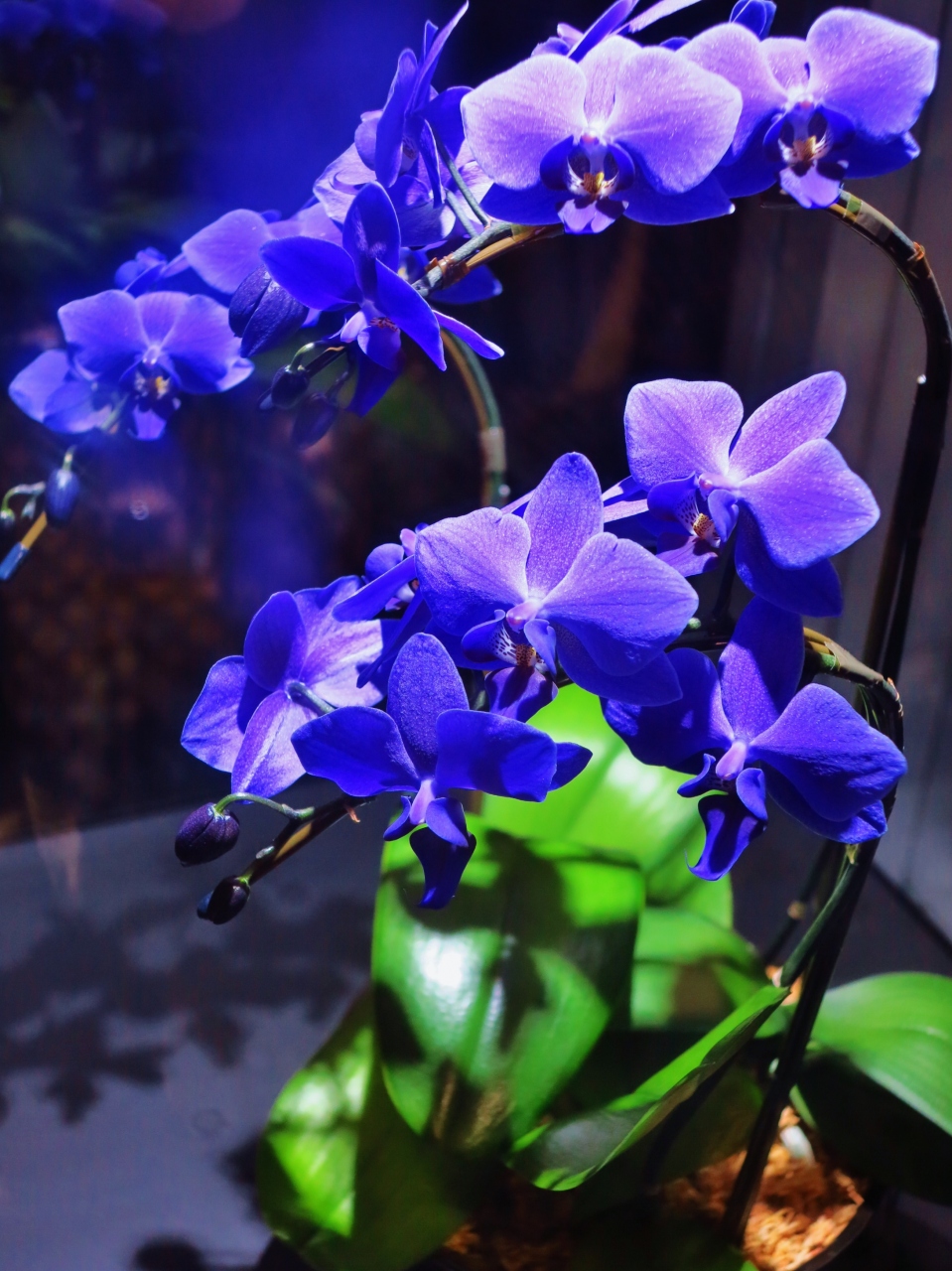 世界らん展b 知られざる胡蝶蘭の世界 原種も多彩に 青い新種もできて 水道橋 東京 の旅行記 ブログ By マキタン２さん フォートラベル