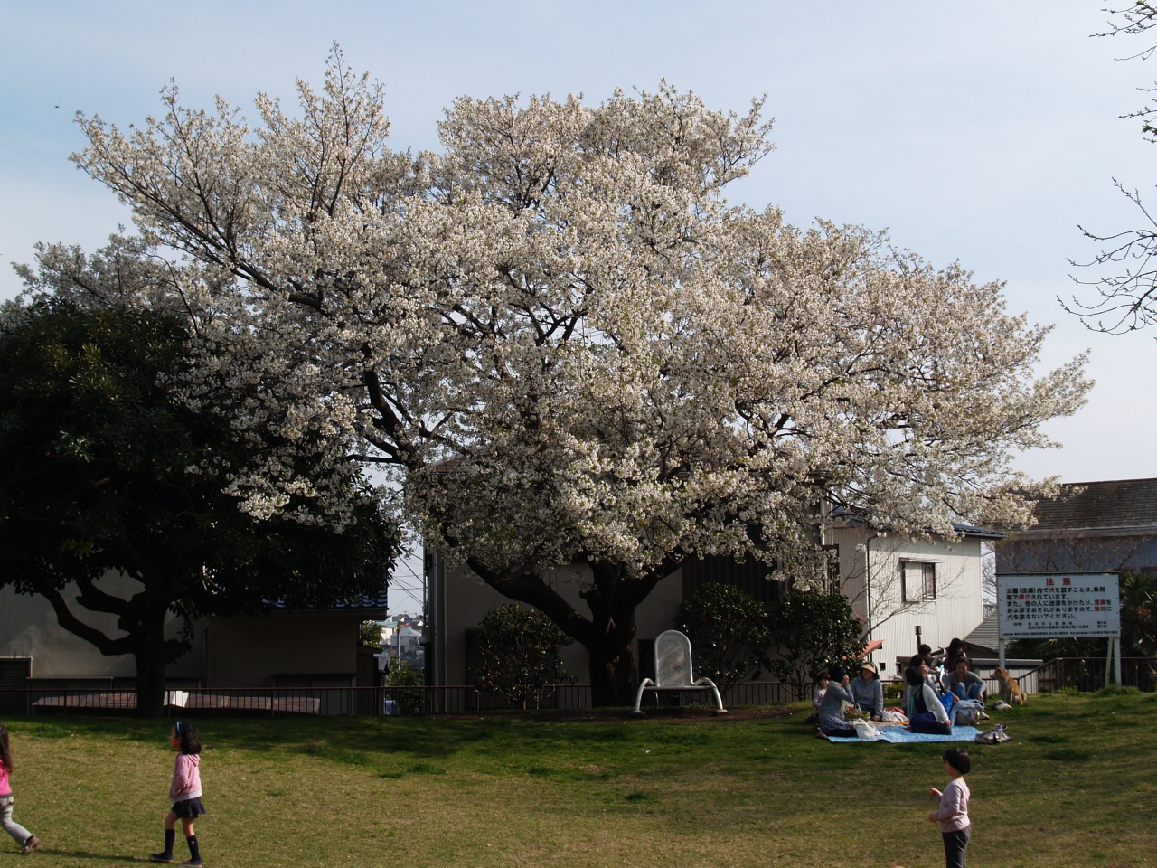 山手公園の桜 横浜 神奈川県 の旅行記 ブログ By ドクターキムルさん フォートラベル 山手公園の桜 横浜 神奈川県 の旅行記 ブログ By ドクターキムルさん フォートラベル