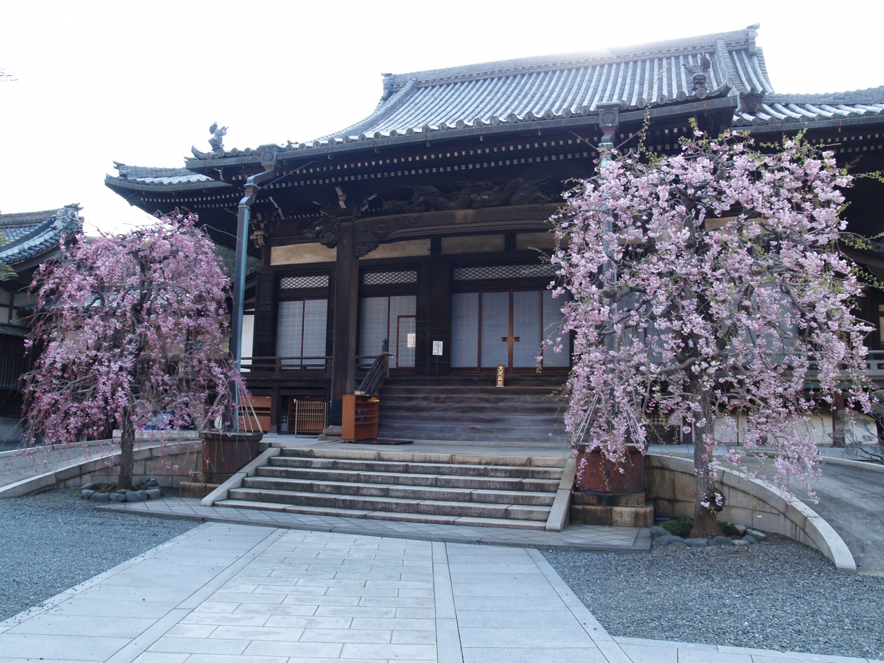 蓮光寺 横浜市中区石川町 の枝垂れ桜 横浜 神奈川県 の旅行記 ブログ By ドクターキムルさん フォートラベル 蓮光寺 横浜市中区石川町 の枝垂れ桜 横浜 神奈川県 の旅行記 ブログ By ドクターキムルさん フォートラベル