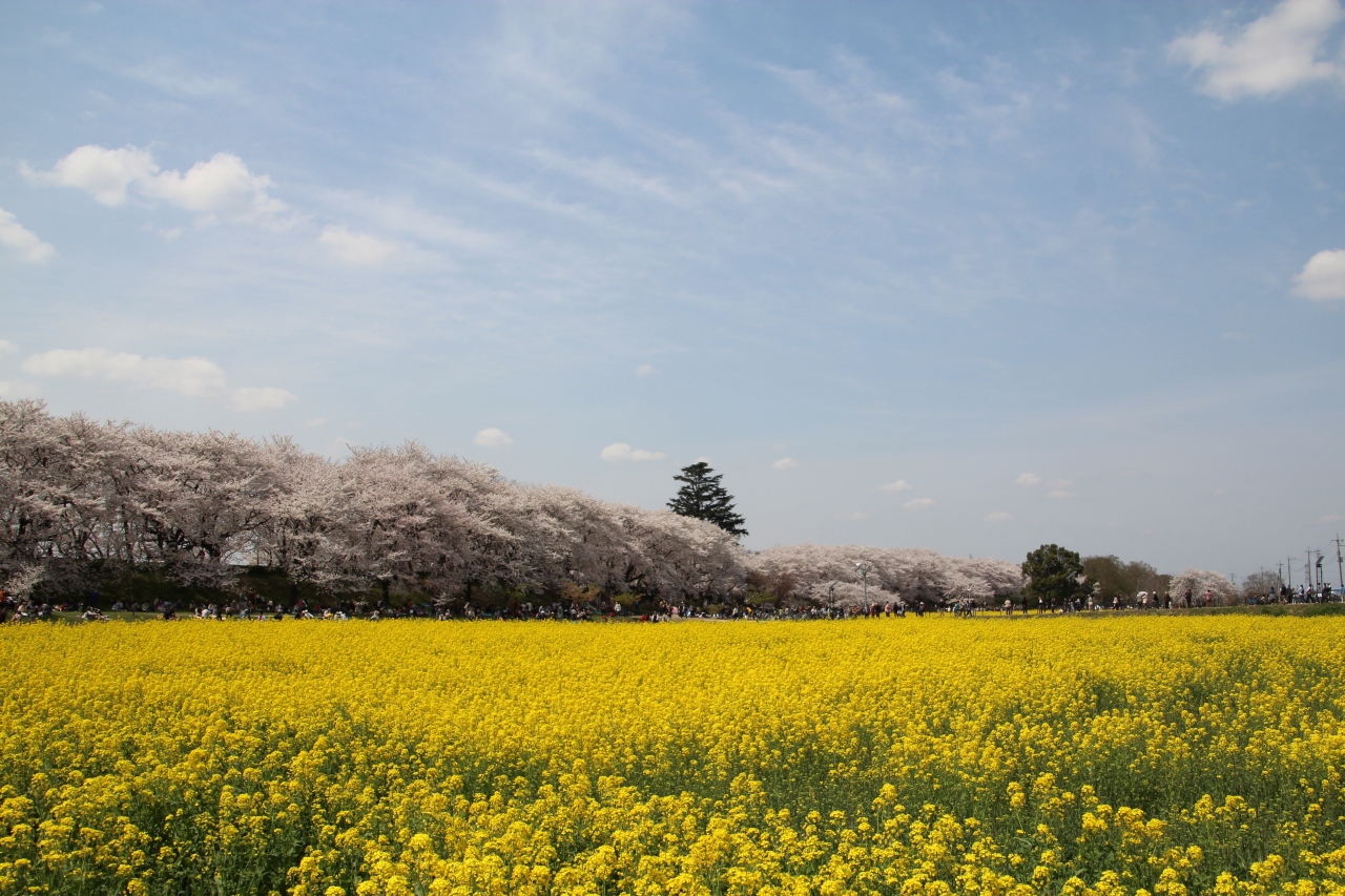 桜の花が散る前に 14年 １ 幸手権現堂桜堤の桜と菜の花 幸手 久喜 栗橋 埼玉県 の旅行記 ブログ By ミッキーマーチさん フォートラベル