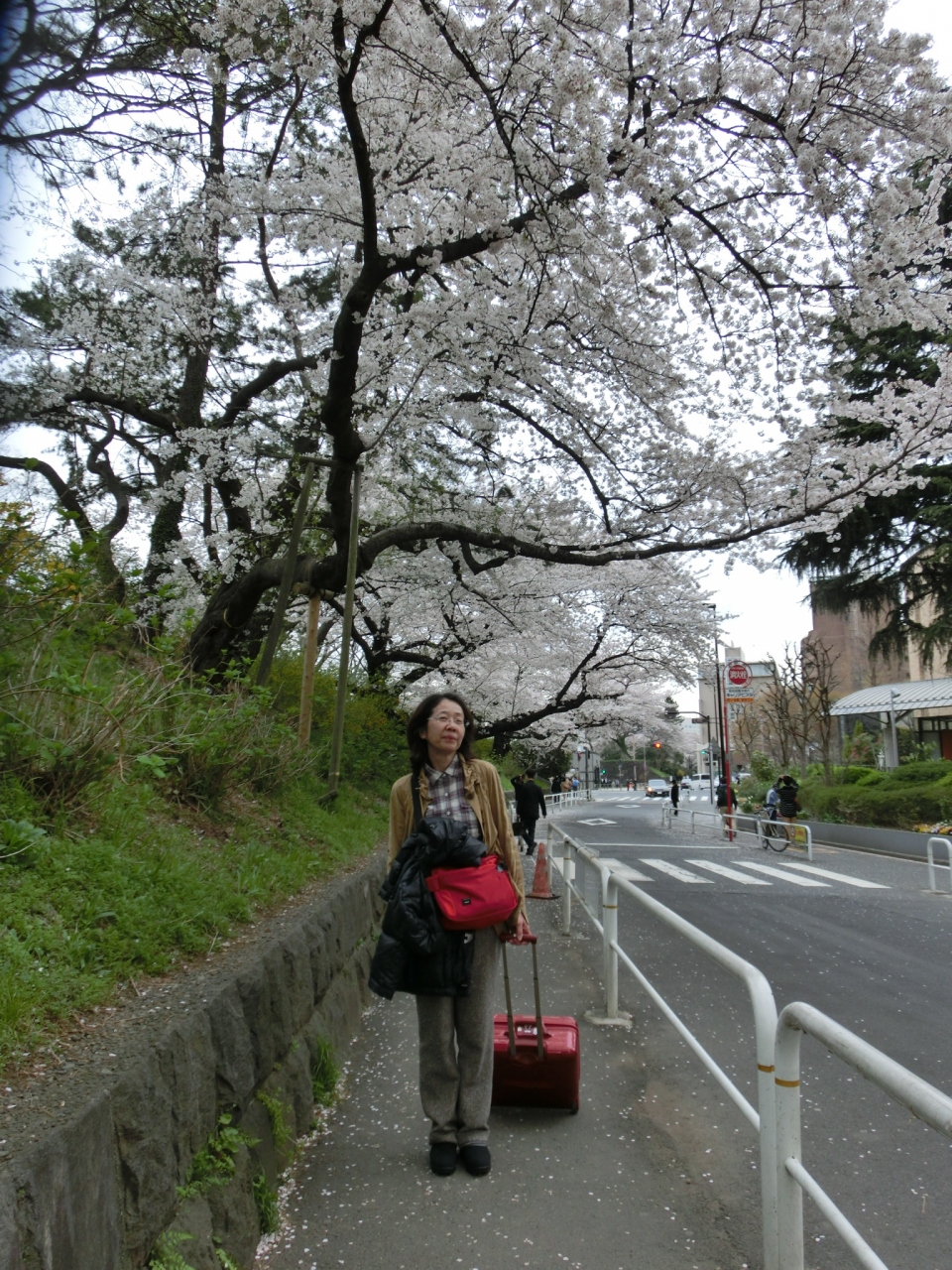 Jr四ツ谷駅からニューオータニへ ソフィア通りは桜道 四ツ谷 東京 の旅行記 ブログ By ドクター白鳥さん フォートラベル