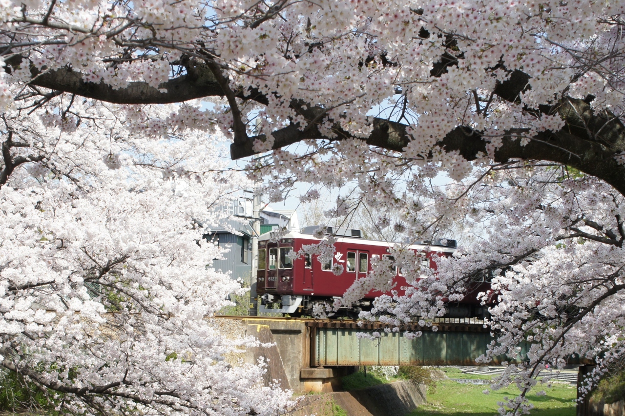 夙川公園の桜を観に行ってきました 西宮 芦屋 兵庫県 の旅行記 ブログ By Hanaさん フォートラベル 夙川公園の桜を観に行ってきました 西宮 芦屋 兵庫県 の旅行記 ブログ By Hanaさん フォートラベル