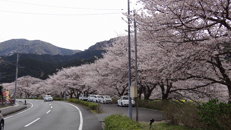 伊豆半島日帰り桜追っかけ ０４ 松崎町那賀川堤の桜並木 松崎温泉 雲見温泉 静岡県 の旅行記 ブログ By Hn11さん フォートラベル