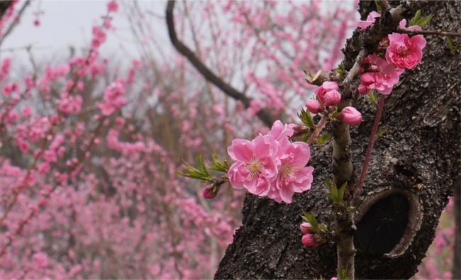 桜の前にこれを見なくちゃ 満開の古河桃まつりへ 古河 茨城県 の旅行記 ブログ By まりも母さん フォートラベル 桜の前にこれを見なくちゃ 満開の古河桃まつりへ 古河 茨城県 の旅行記 ブログ By まりも母さん フォートラベル