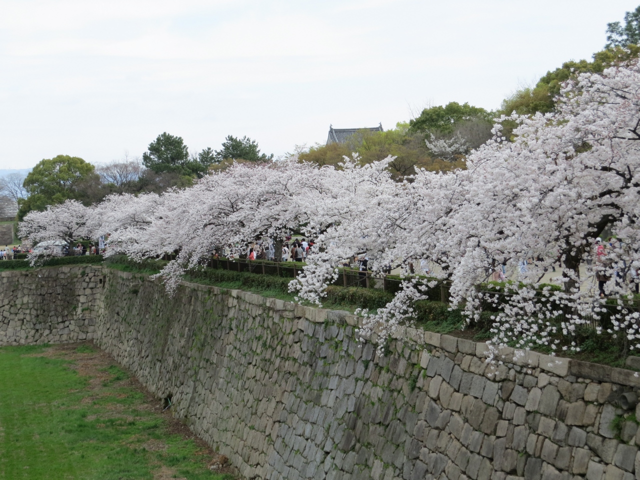 桜 さくら サクラ 花を求めてブラブラ 大阪城 京橋 大阪 の旅行記 ブログ By 十三の白髭さん フォートラベル